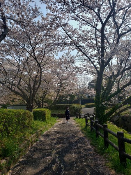 さくらの季節なのに・・・